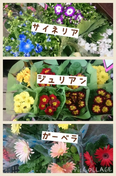 鉢花